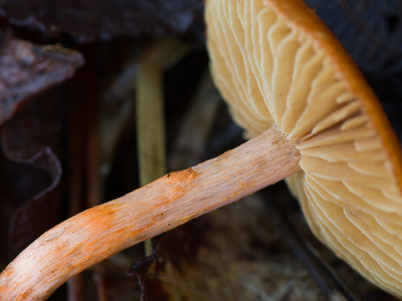 Cortinarius uliginosus